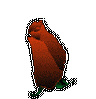 29rose-thumb.gif